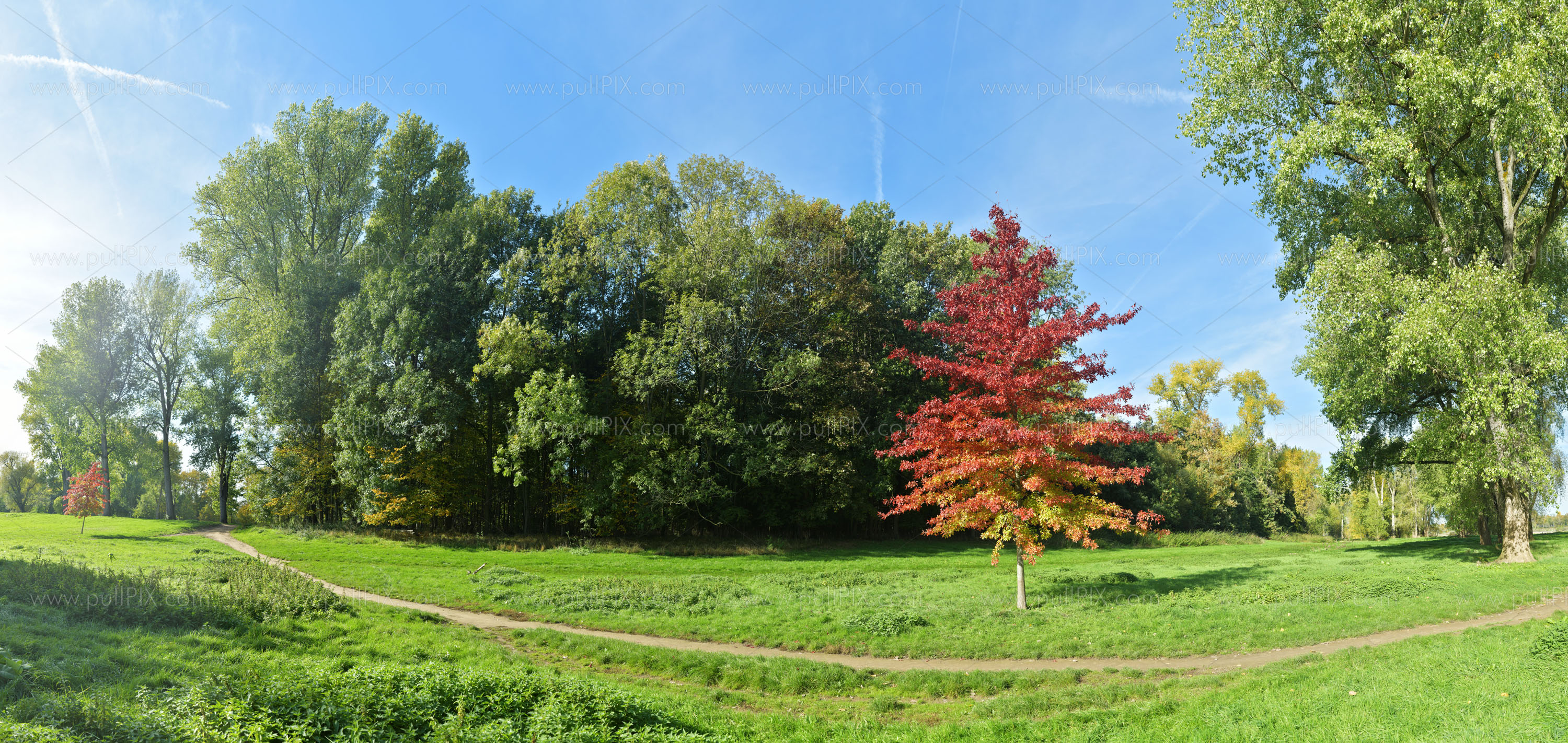 Preview Rheinauen mit rotem Baum.jpg